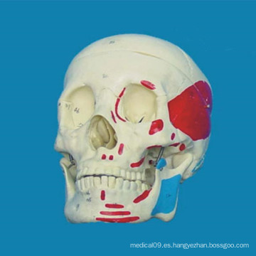 Cráneo humano con el músculo etiquetado modelo de esqueleto
